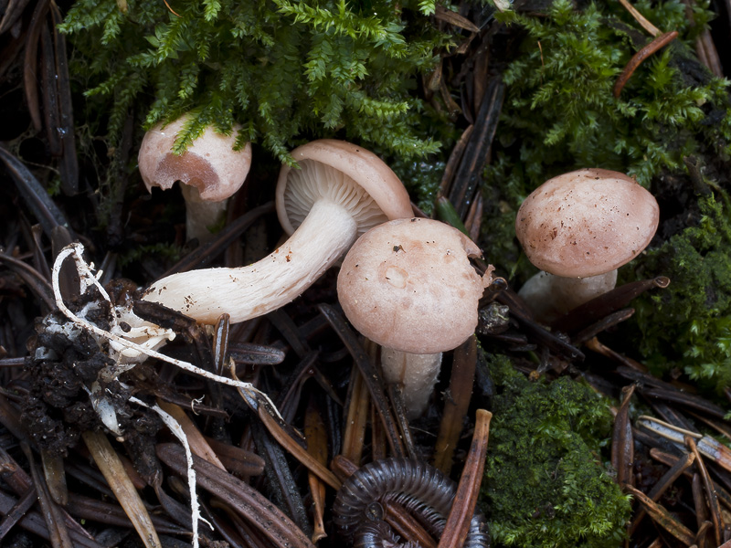 Clitocybe vermicularis